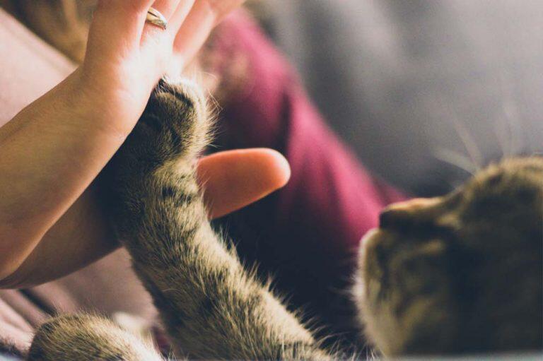 Calendário de vacinação pet: conheça as principais datas Calendário de vacinação pet: conheça as principais datas