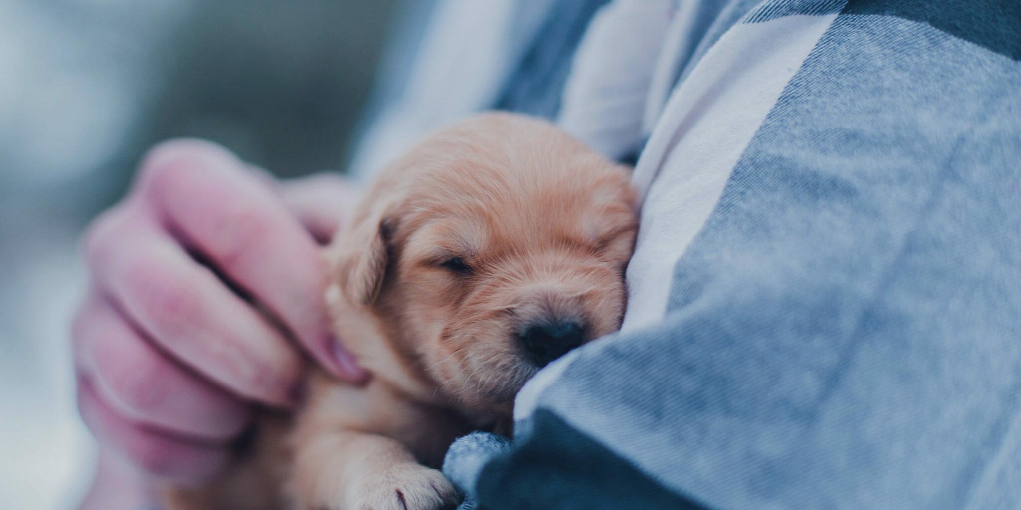 7 cuidados para ter com filhotes de cachorros e gatos em casa - Pulso  Seguros