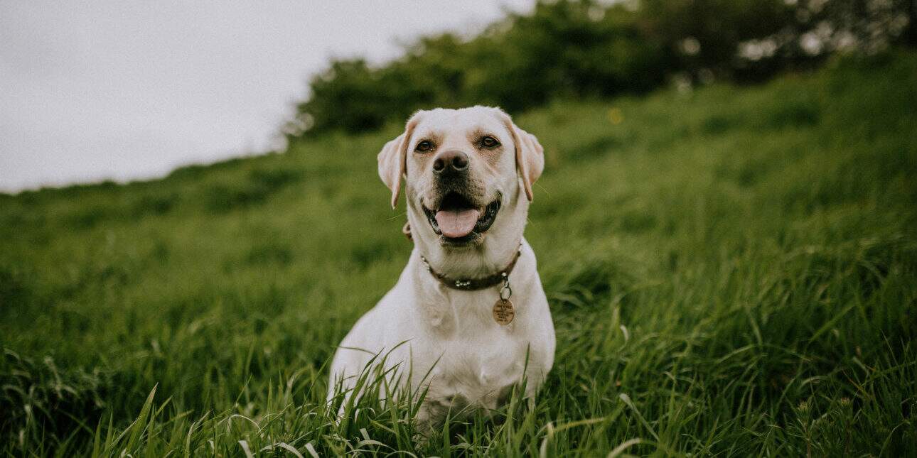 Doença do carrapato descubra como prevenir Doença do carrapato descubra como prevenir