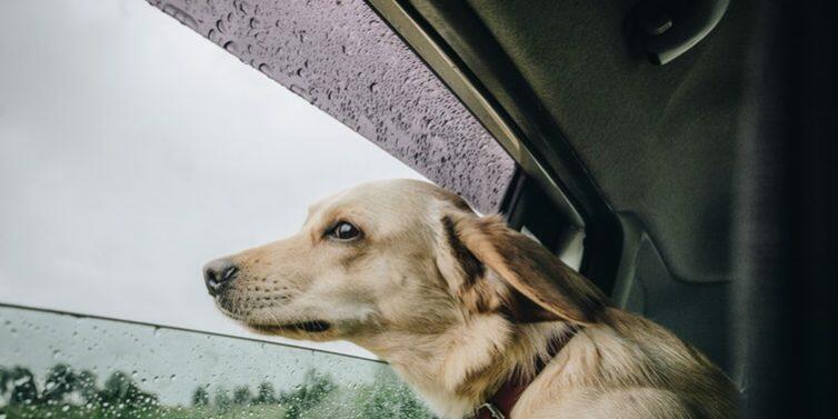 transporte-os-seus-pets-com-tranquilidade-nas-viagens transporte-os-seus-pets-com-tranquilidade-nas-viagens