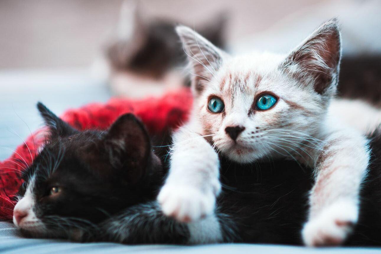 Como ocorre o desenvolvimento dos gatos? Veja!