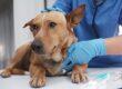 Aprenda a reconhecer uma emergência para cachorro e saiba quando buscar atendimento. Proteja seu pet e evite complicações graves.