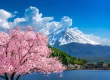 Entenda por que o Japão está em alta entre os turistas e veja dicas importantes para viajar com mais segurança e tranquilidade.